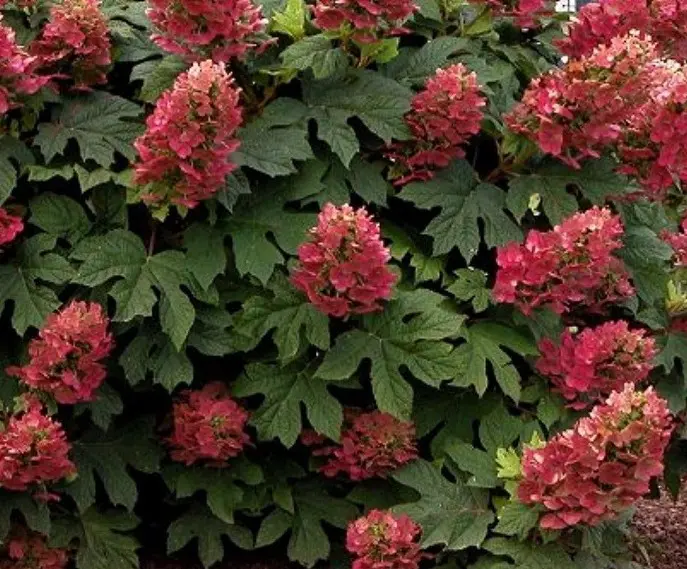 Hydrangea quercifolia Ruby Slippers Pot C3 Litres ** Hortensia à ...